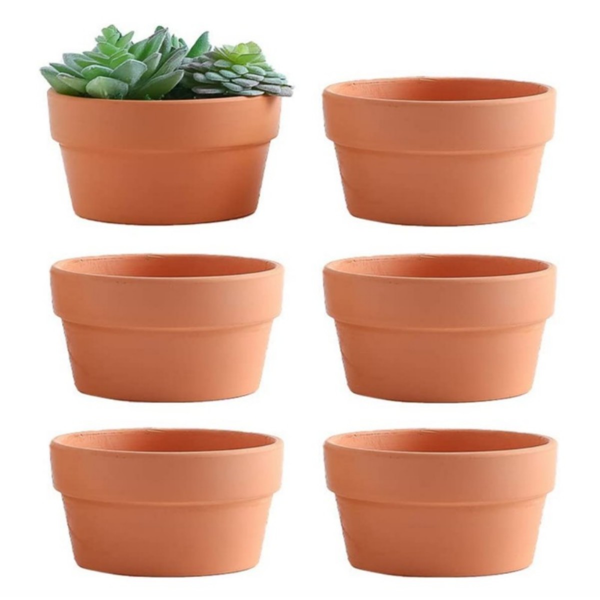 Cactus Mix Pot - 6 Stuks Terracotta Buldpotten 3.5 