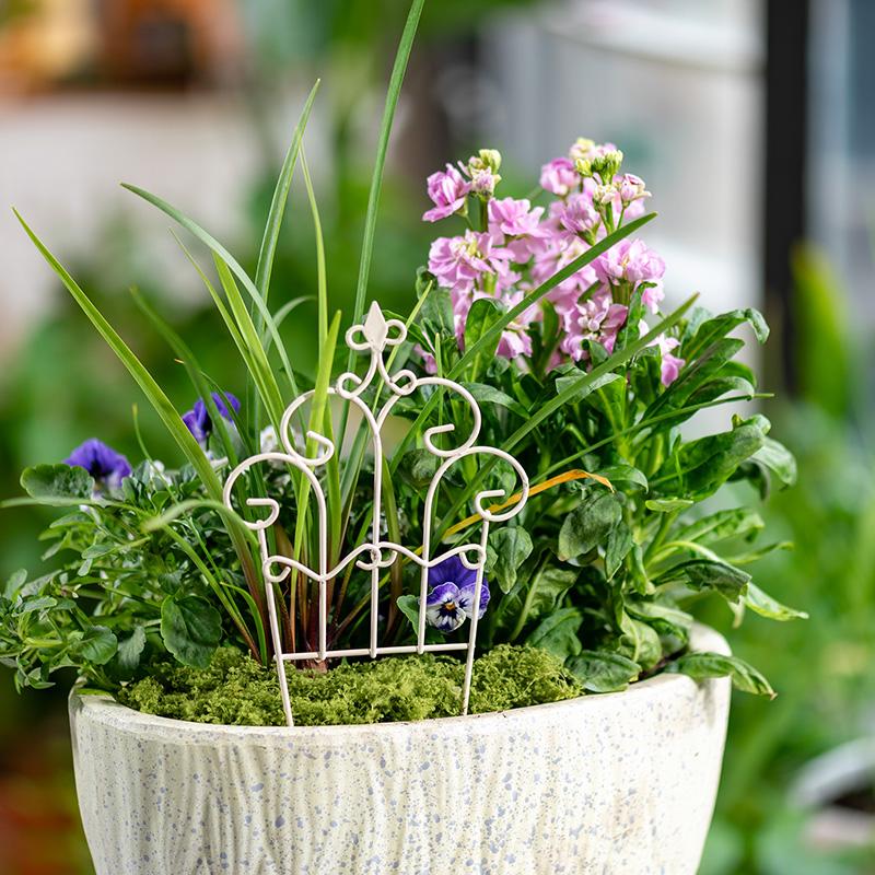 Grappige mini ijzeren bloempot - Succulent Arrangement Mini recensie en prijs