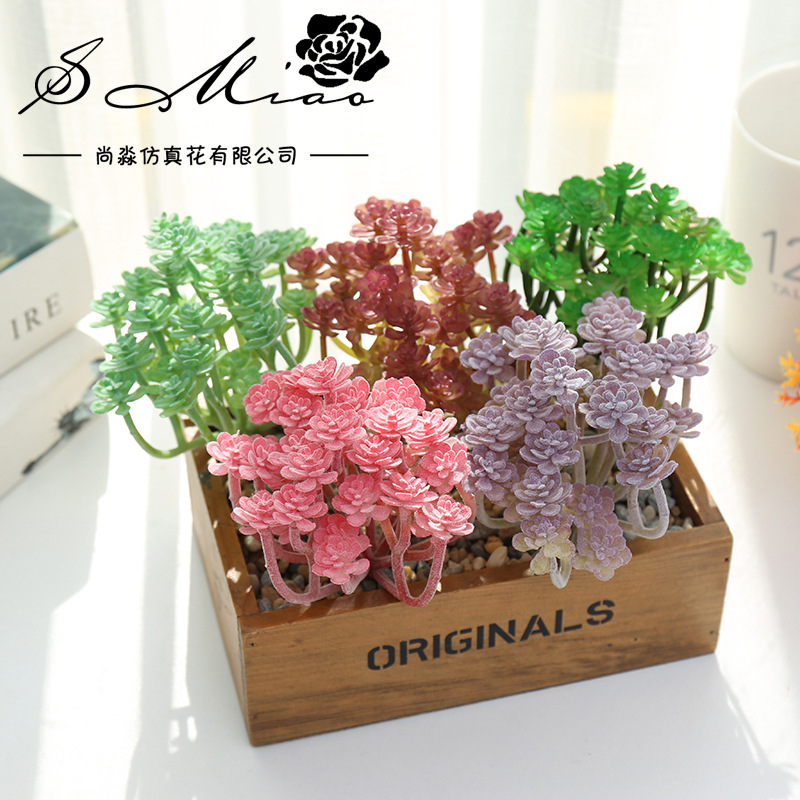 Wusmart Grote Xian Ren Ke Kuns - Succulent Arrangement Mini recensie en prijs