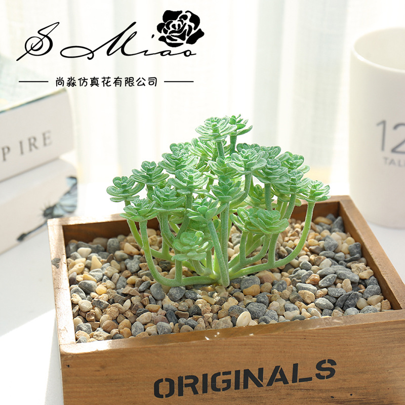 Wusmart Grote Xian Ren Ke Kuns - Succulent Arrangement Mini recensie en prijs