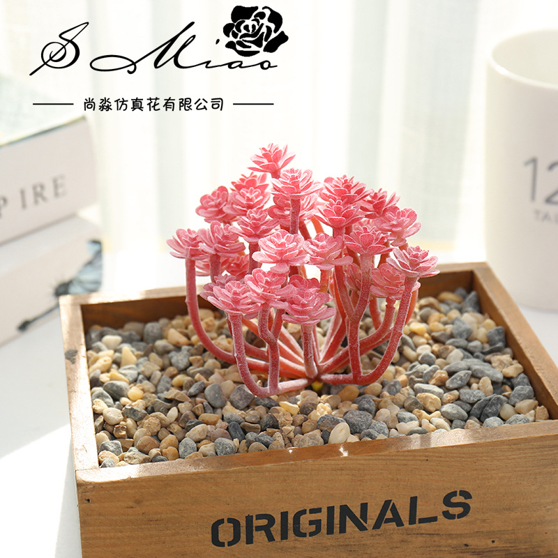 Wusmart Grote Xian Ren Ke Kuns - Succulent Arrangement Mini recensie en prijs
