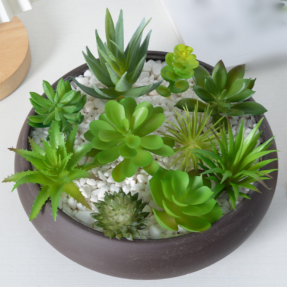 Charmant voor mini bonsai succ - Succulent Arrangement Mini recensie en prijs