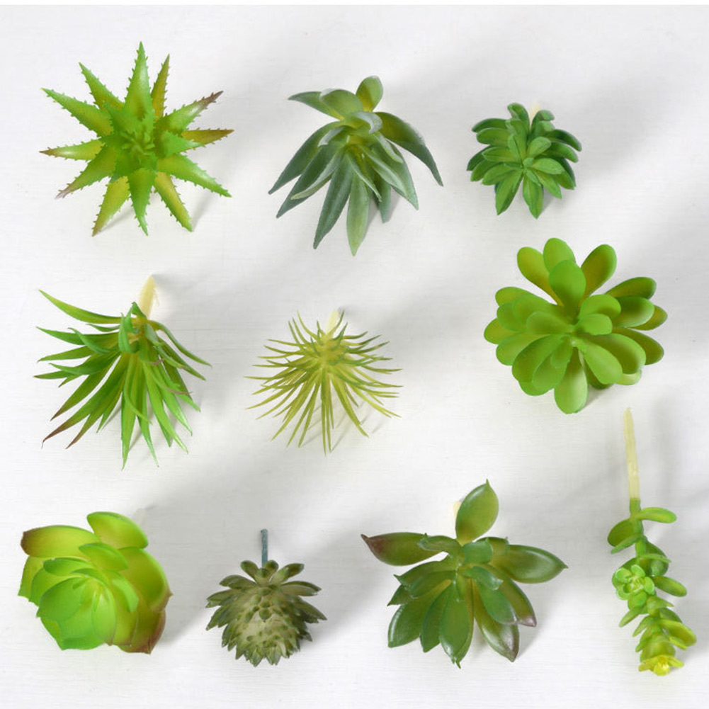 Charmant voor mini bonsai succ - Succulent Arrangement Mini recensie en prijs