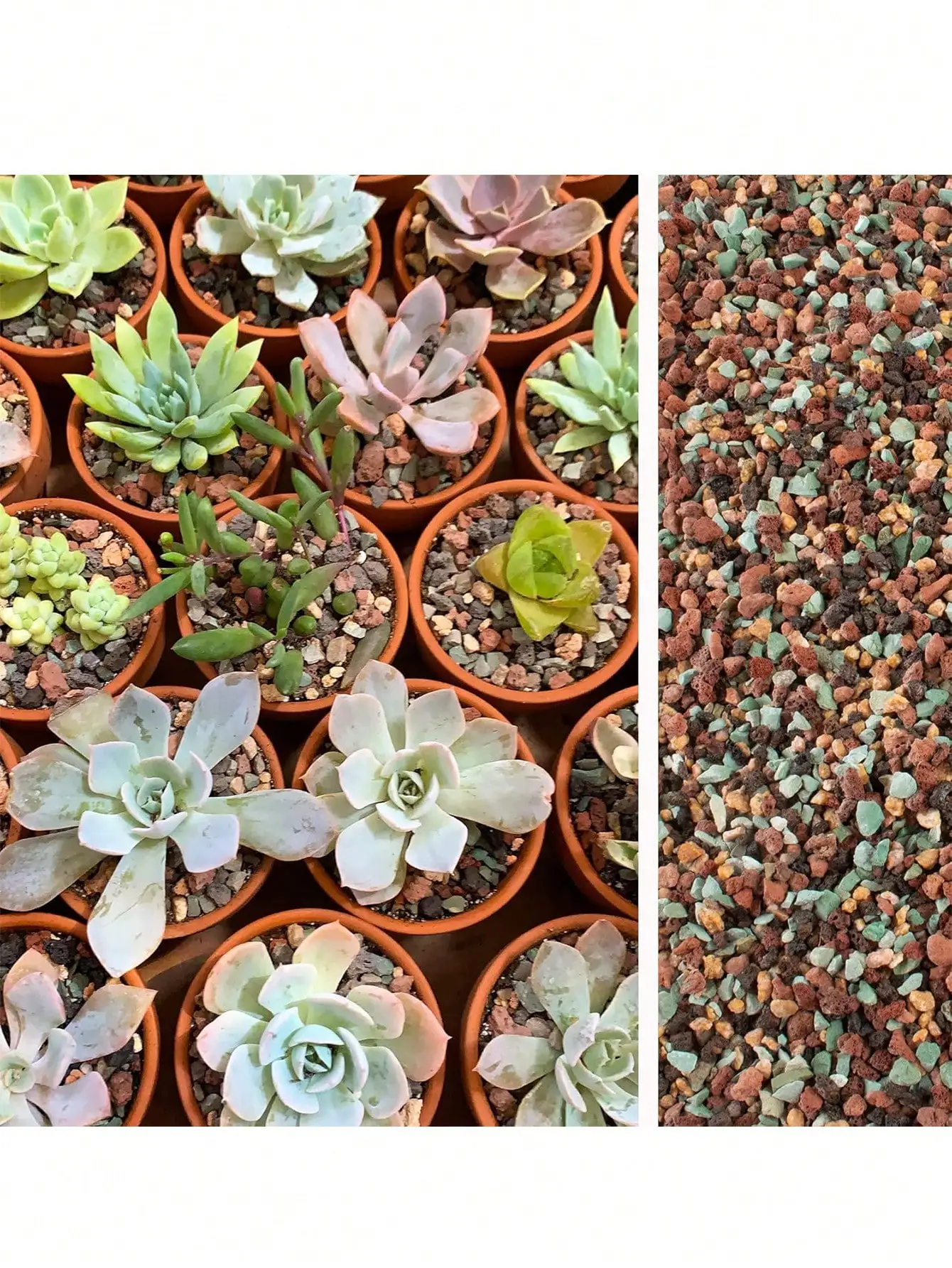 Mix Tuinbouw Lavasteen Kiezels - Cactus Mix Pot recensie en prijs