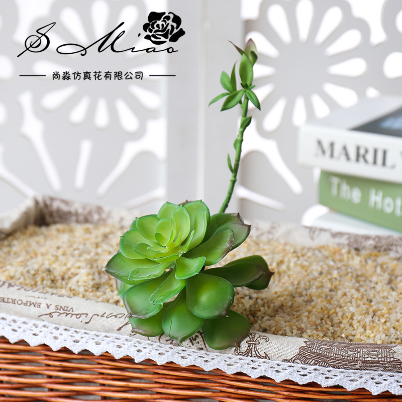 Wusmart Zhong Shi Lian Grote K - Succulent Arrangement Mini recensie en prijs